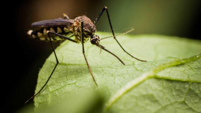 Устойчиви на лечение маларийни паразити обхванаха част от Азия