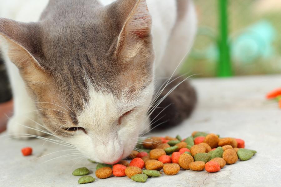 Нещата, с които никога не трябва да храните вашата котка - важни съвети за всички собственици