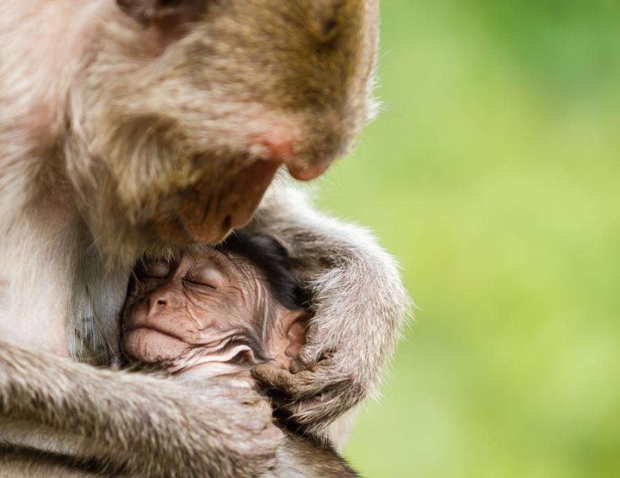 16 снимки, които доказват, че майчината любов не познава граници
