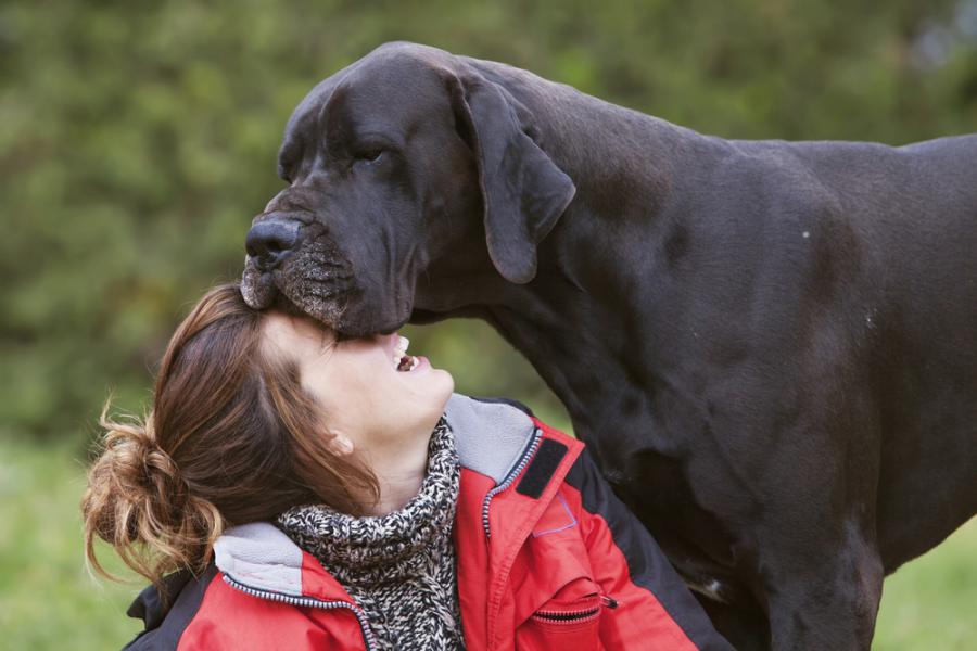 15 кучета, които дори не подозират какви гиганти са