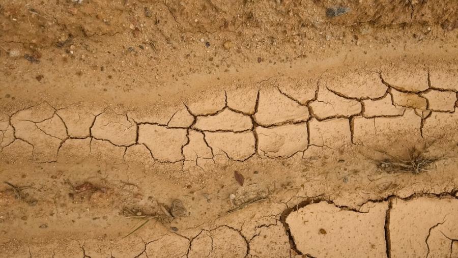 Доклад на WWF показва, че засушаванията засягат 55 млн. души годишно