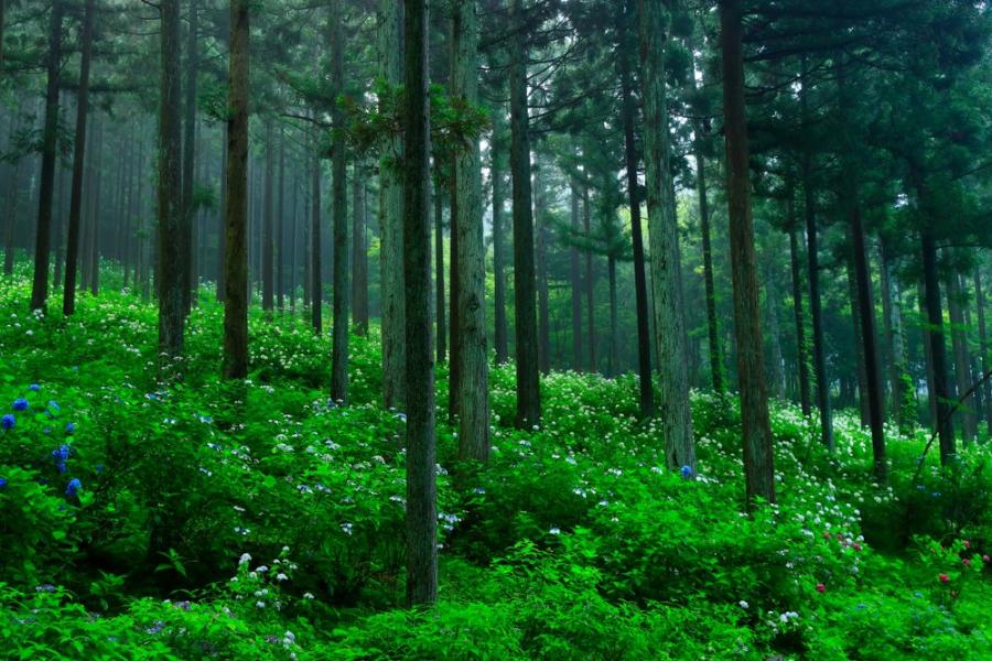 WWF засажда нова гора край Стамболийски