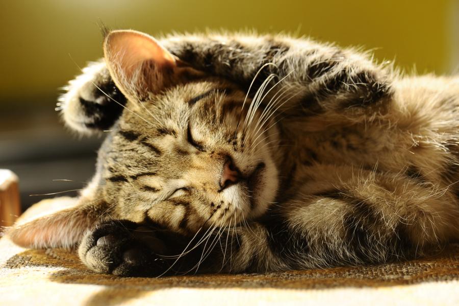 10 научнообосновани причини да имате котка