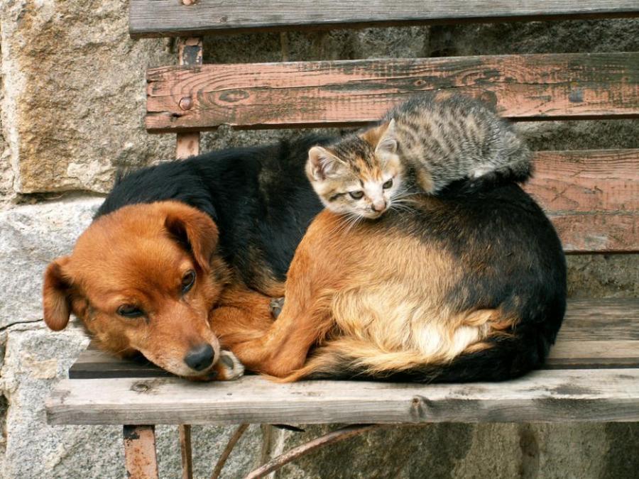 21 котки, които използват кучетата вместо възглавници