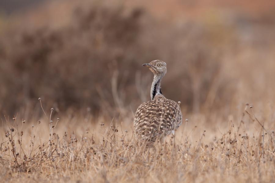 Искате здрави деца? Гледайте красиви мъже