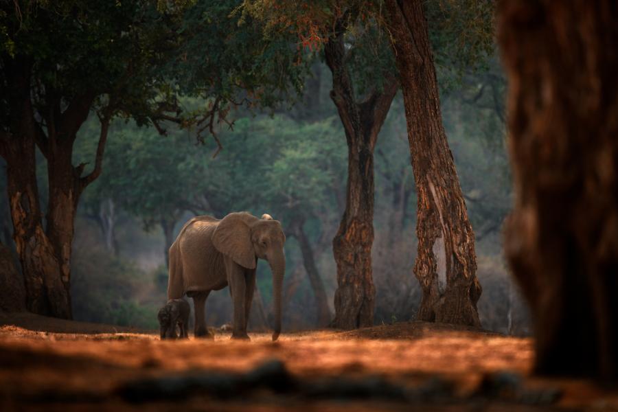 WWF: Африканските слонове ще изчезнат до 2040-а, ако не вземем мерки