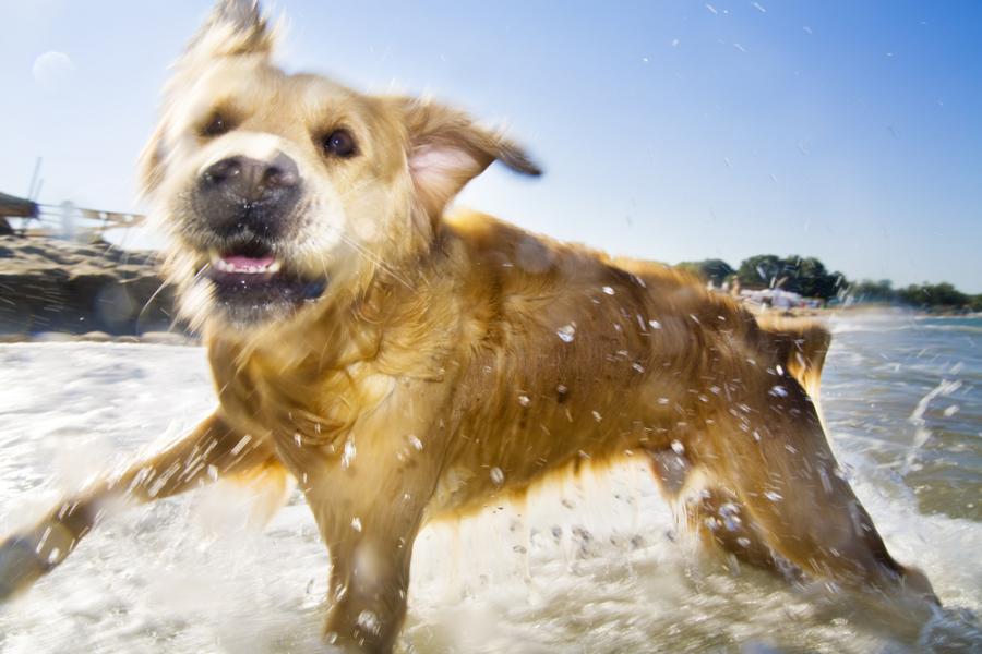 Щастието, уловено в това видео на куче, тичащо към морето
