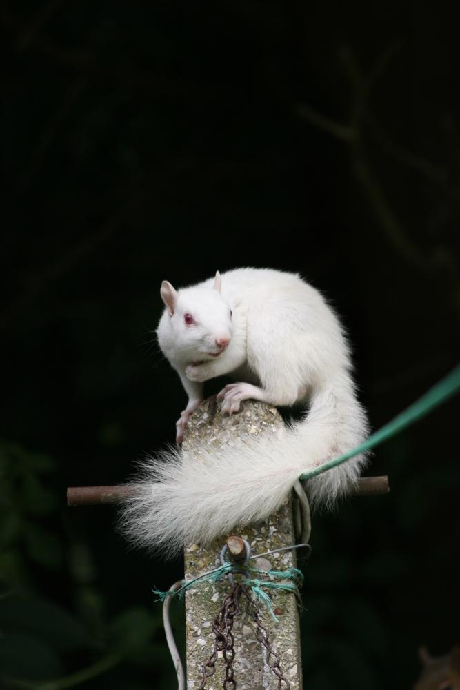 Вижте тази изключително рядко срещана бяла катерица