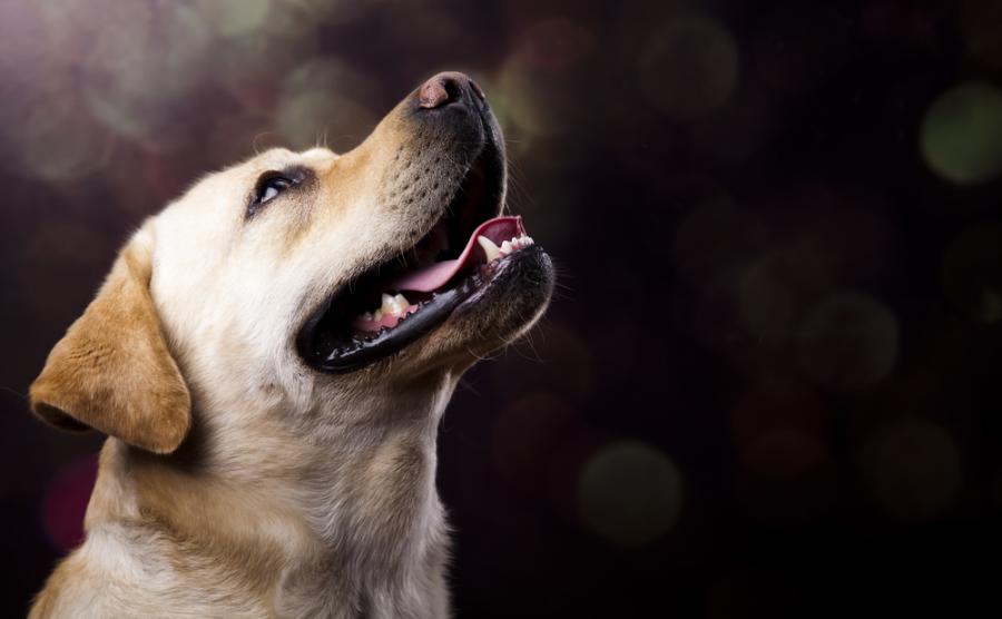 7 странни поведения на кучетата и какво означават