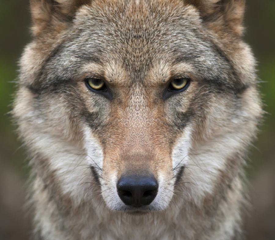 Кучетата са по-глупави от вълка