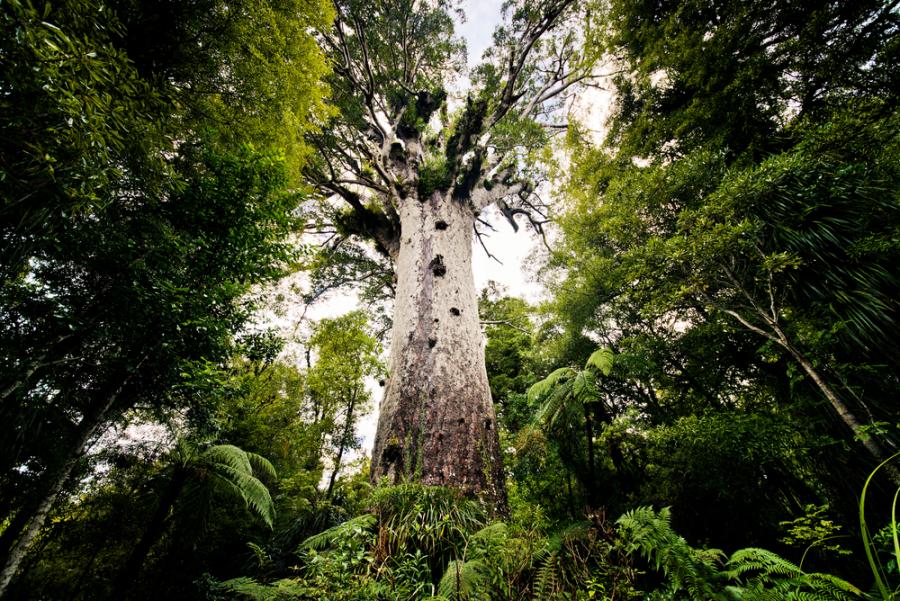Едно от най-великолепните дървета в Нова Зеландия е в опасност