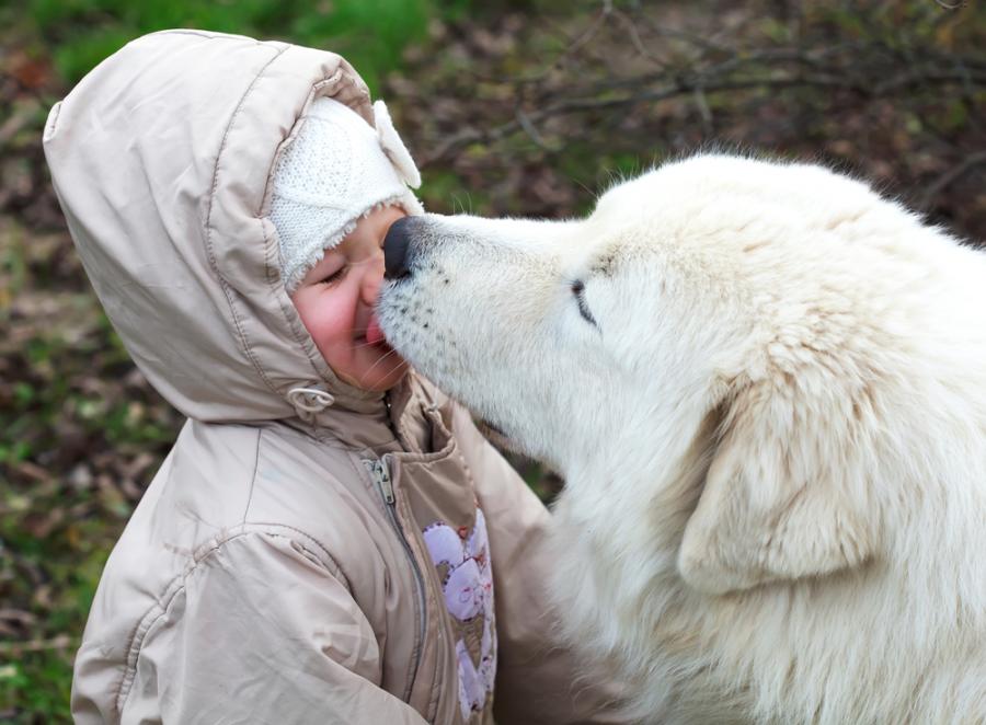 Por que nos lamen los perros