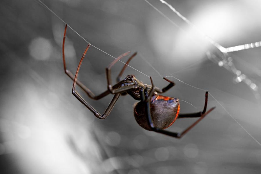 Вирус краде ДНК от паяка Черната вдовица