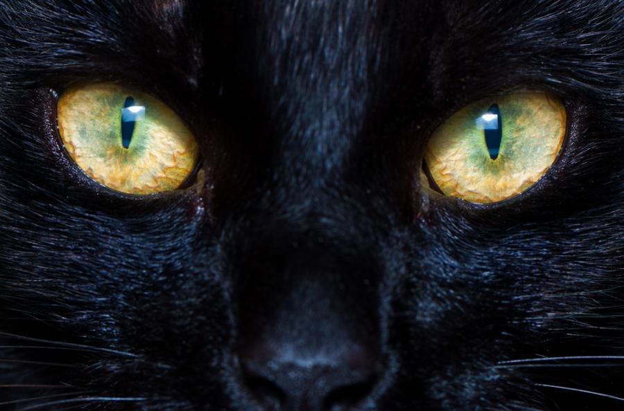 Ето защо котките имат толкова странни очи