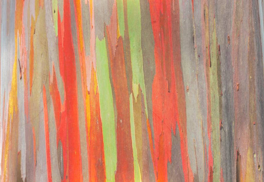 Изкуството на природата - цветните евкалиптови дървета