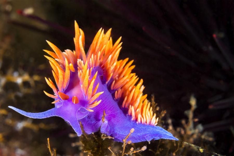 Отровата на лилавия морски охлюв може да помогне в борбата с рака