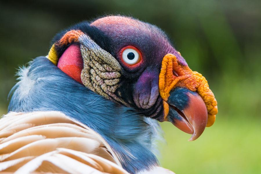 10 птици, които приличат на извънземни