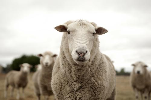 Овца с камера