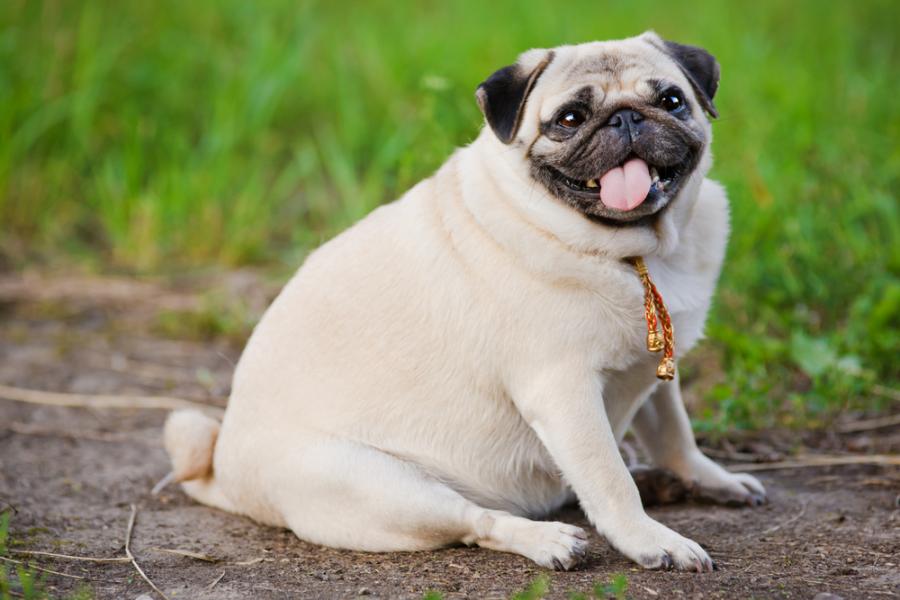 Хората с наднормено тегло по-често имат кучета с наднормено тегло
