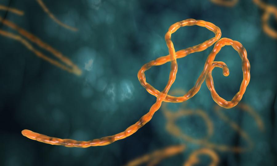 Захарна молекула ще бори ебола 
