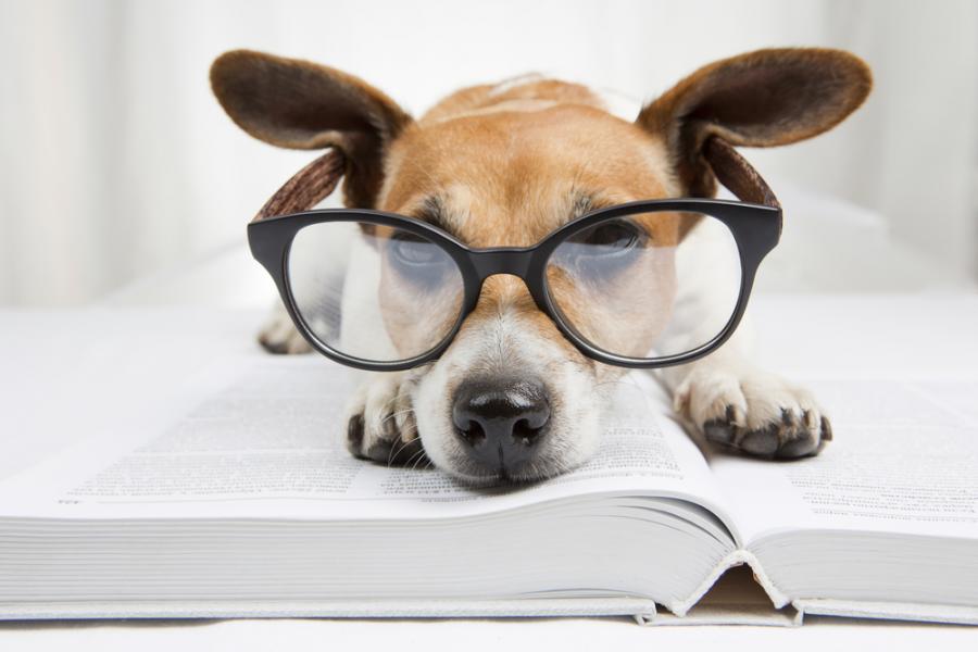 Колко умно е вашето куче?