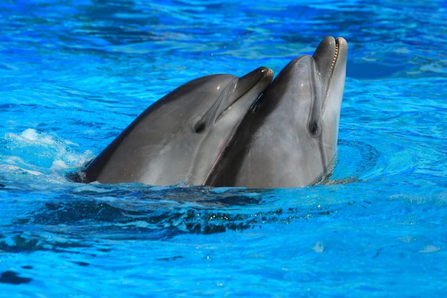 Видео: Делфините Яша и Яна разговарят