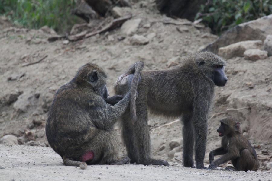 Хората може да сме еволюирали да разпознаваме лица по същия начин, по който шимпанзетата разпознават задници