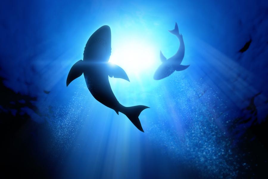 „Седмицата на акулите“ мигрира онлайн с изцяло нова програма от документални филми