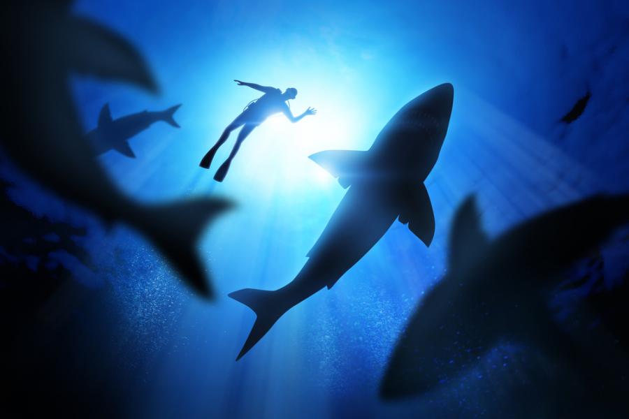 Видео: Плуване с акули