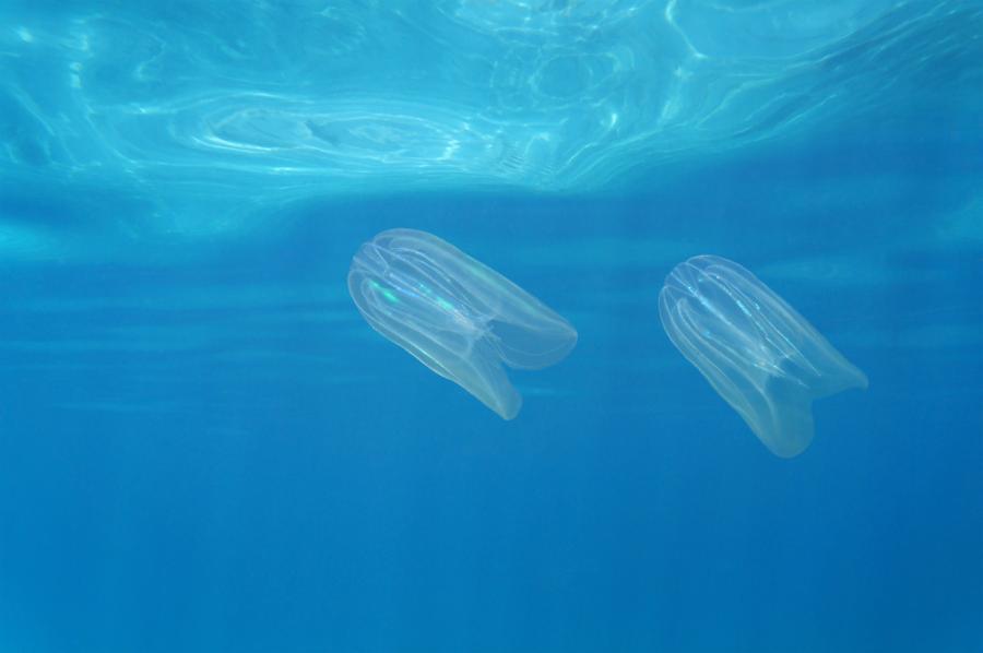 Този странен организъм има изчезващ анус