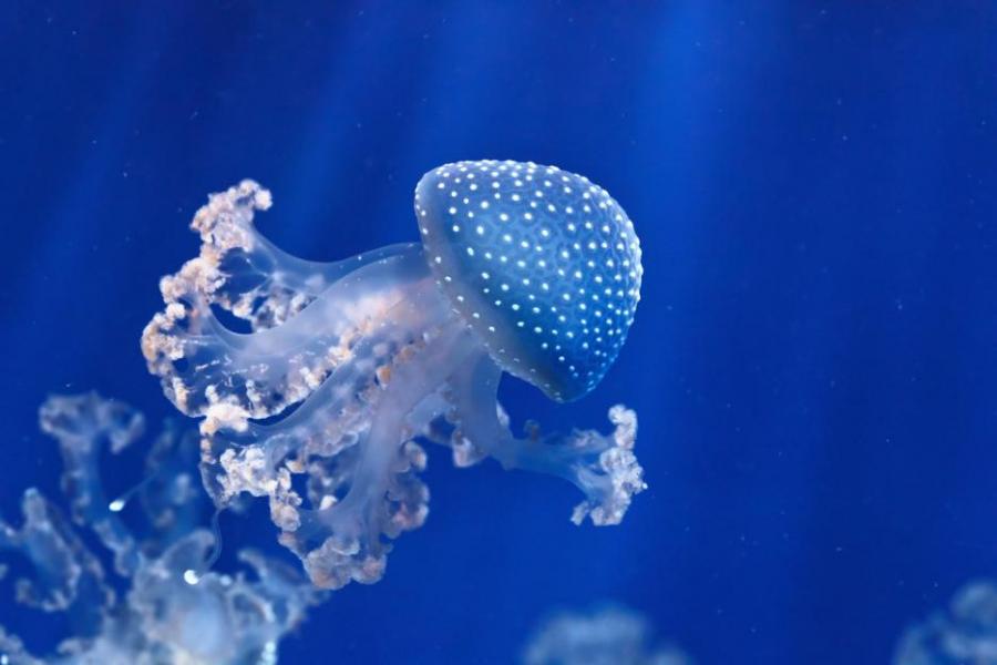 Медузите се изпаряват на слънце и още 4 любопитни факта