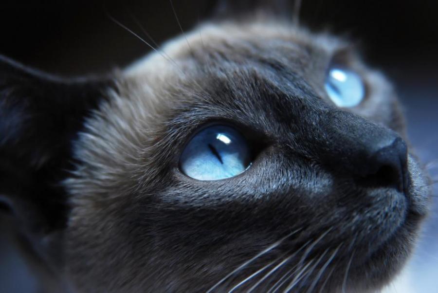 30 фотографии, посветени на красотата на котките