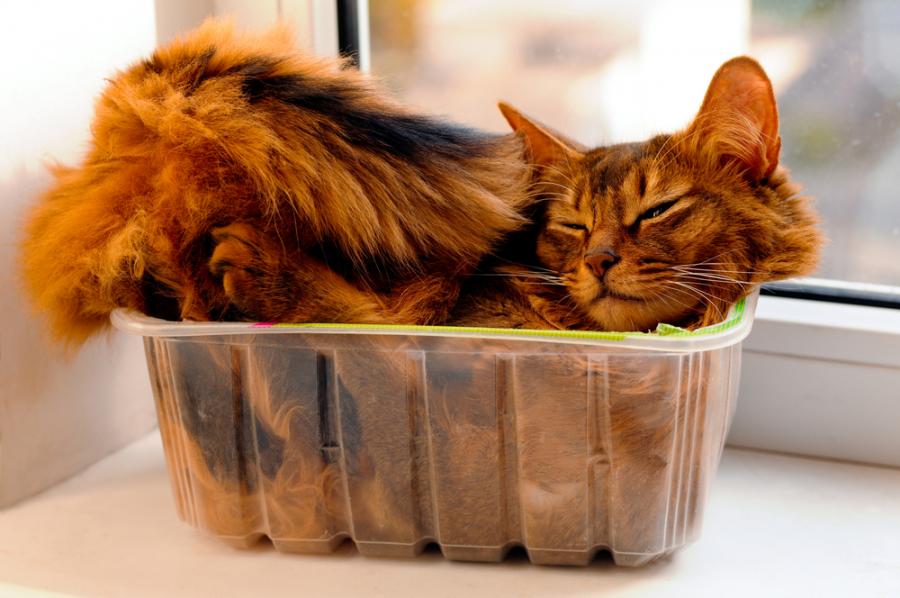 20 котки, които доказват, че никое пространство не е твърде тясно