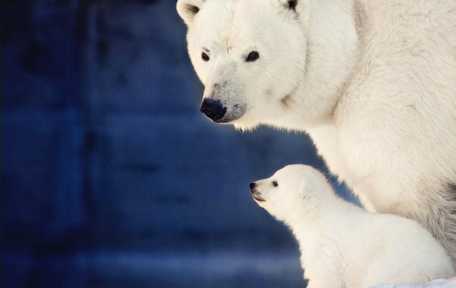26 животни и техните сладки мини двойници