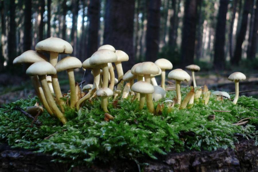 Откриха защо магическите гъби са станали магически