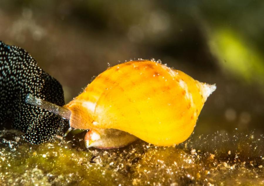 Прехвърлиха паметта на един охлюв върху друг