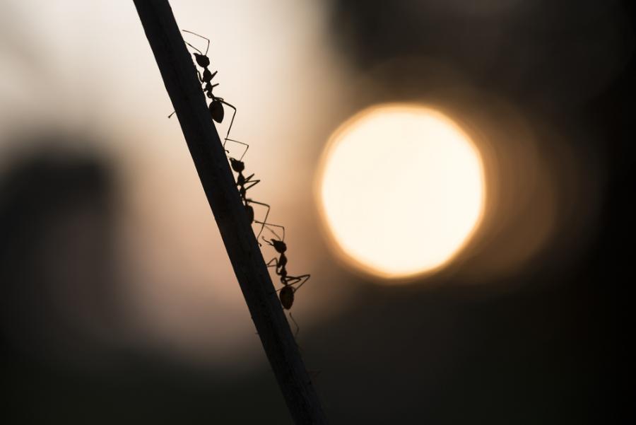 Нов вид мравки-дракони, кръстени на герои от филма 