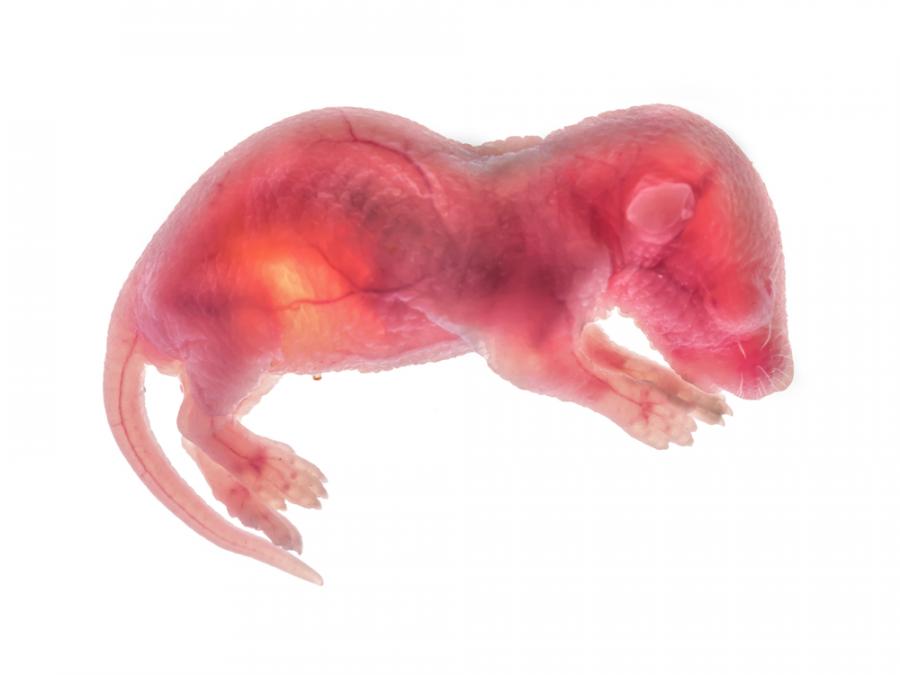 Учени създадоха живи мишки, без да използват оплодени яйцеклетки