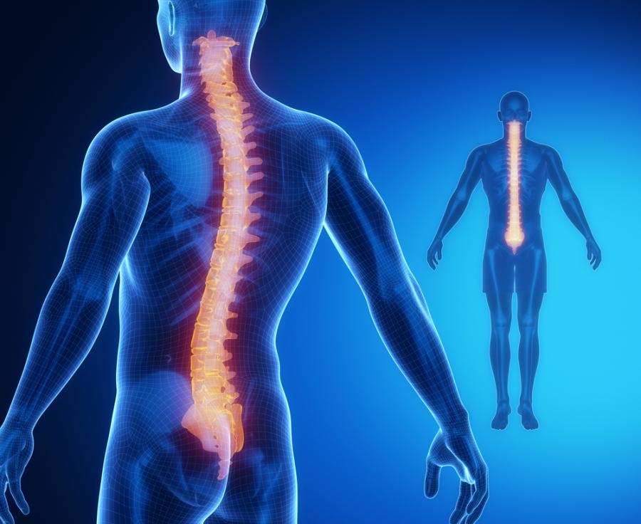 Учени разбраха как да лекуват наранявания на гръбначния стълб