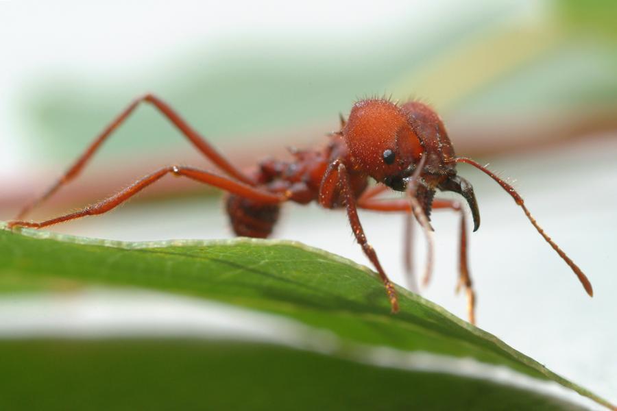 И мравките си имат домашни животни