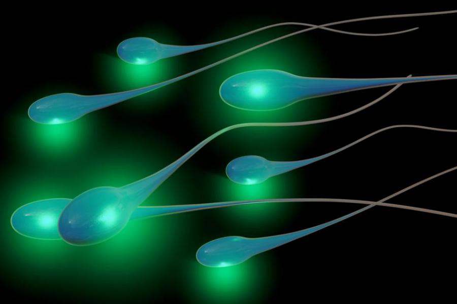 Нов вид сперматозоид обяснява безплодието