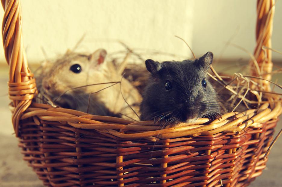 Виц: Вкусове