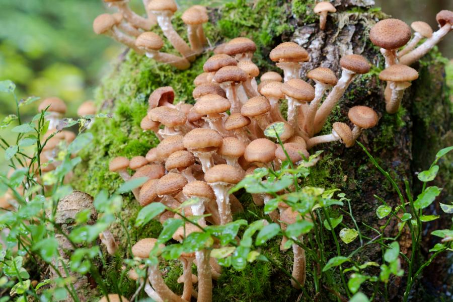 Това е най-големият жив организъм на нашата планета