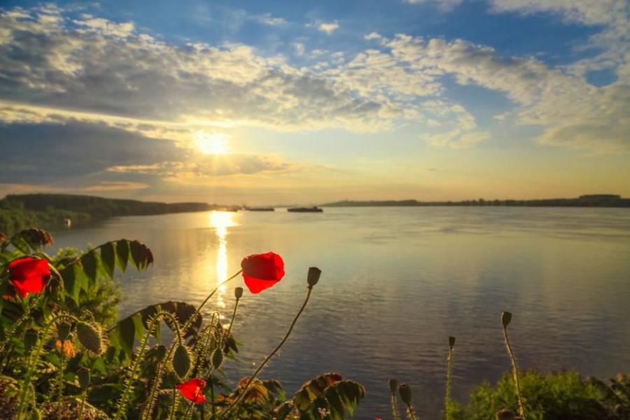 Международен ден на река Дунав: Критично застрашена есетра с хайвер бе установена в българския участък