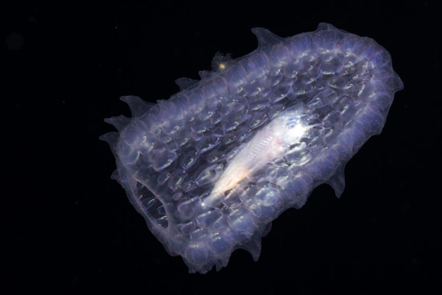 Морските биолози наричат този организъм еднорога на морето