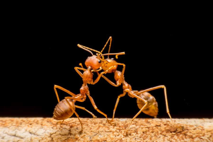 Епични макрофотографии показват  войните между мравките