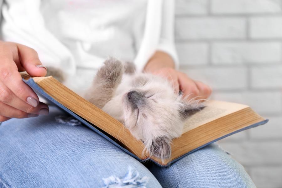 20 котки, които имат нужда от вниманието ви в мига, в който започнете да четете