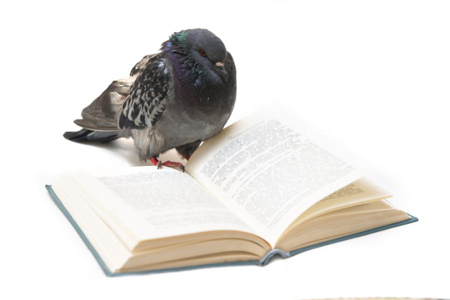 Гълъбите могат да се научат да четат