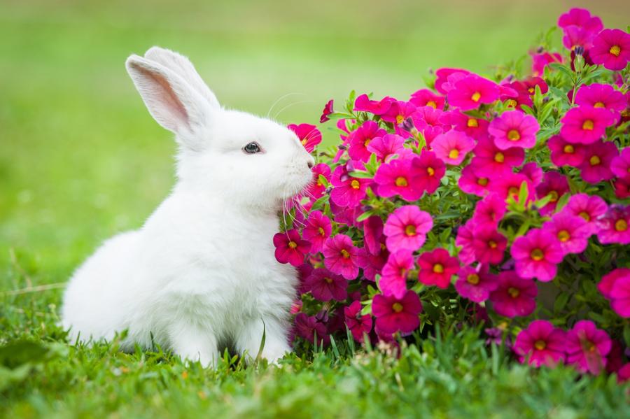 Снимки на сладки зайчета, които ще оправят деня ви