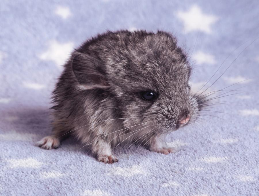 15 бебета чинчили, които ще разтопят сърцето ви